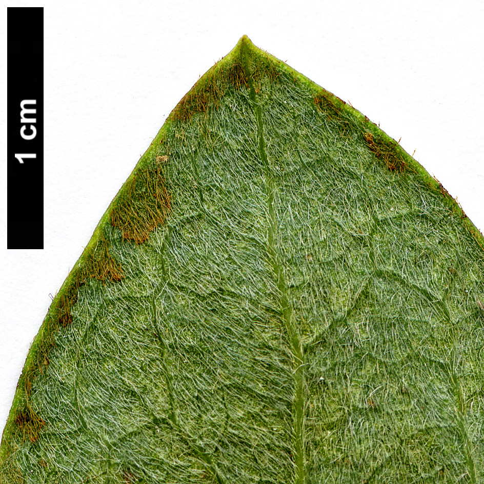 High resolution image: Family: Garryaceae - Genus: Garrya - Taxon: flavescens